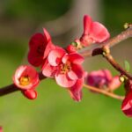 chaenomeles speciosa hot fire fior di pesco cydonia