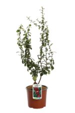 chaenomeles speciosa hot fire fior di pesco cydonia 2