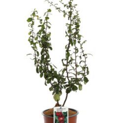 chaenomeles speciosa hot fire fior di pesco cydonia 2