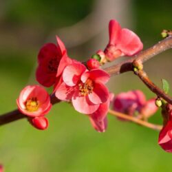 chaenomeles speciosa hot fire fior di pesco cydonia