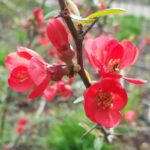 chaenomeles speciosa rubra fior di pesco cydonia 1