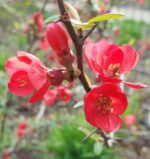 chaenomeles speciosa rubra fior di pesco cydonia 1