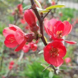 chaenomeles speciosa rubra fior di pesco cydonia 1