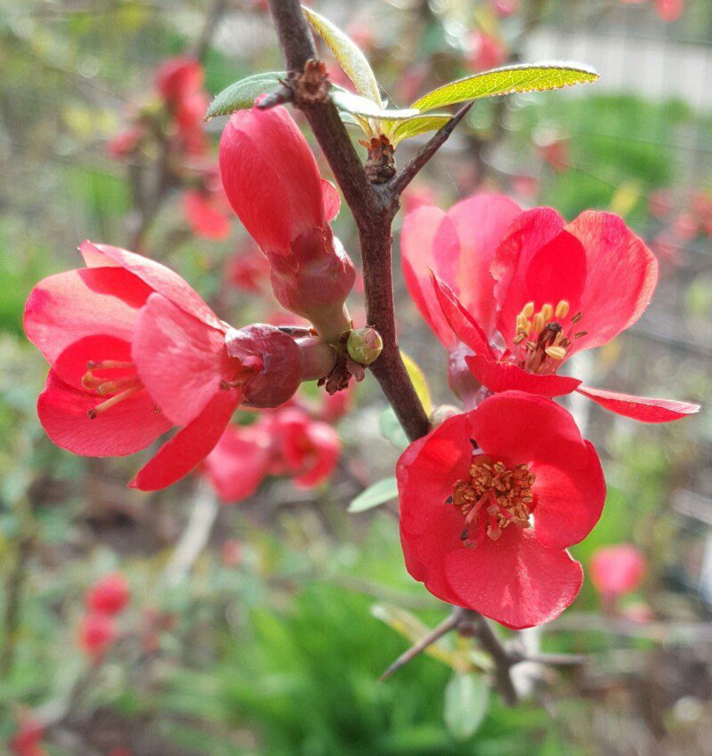 chaenomeles speciosa rubra fior di pesco cydonia 1 chaenomeles speciosa rubra fior di pesco cydonia 1