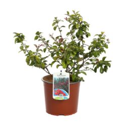 chaenomeles speciosa rubra fior di pesco cydonia