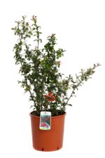 chaenomeles speciosa rubra fior di pesco cydonia 3