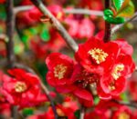 chaenomeles superba andenken an carl ramcke fior di pesco cydonia