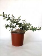 chaenomeles superba andenken an carl ramcke fior di pesco cydonia 2