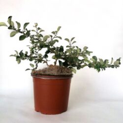 chaenomeles superba andenken an carl ramcke fior di pesco cydonia 2
