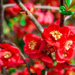 chaenomeles superba andenken an carl ramcke fior di pesco cydonia