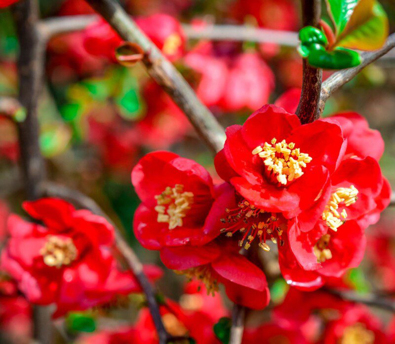 chaenomeles superba andenken an carl ramcke fior di pesco cydonia chaenomeles superba andenken an carl ramcke fior di pesco cydonia