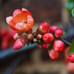chaenomeles superba cameo fior di pesco cydonia 1