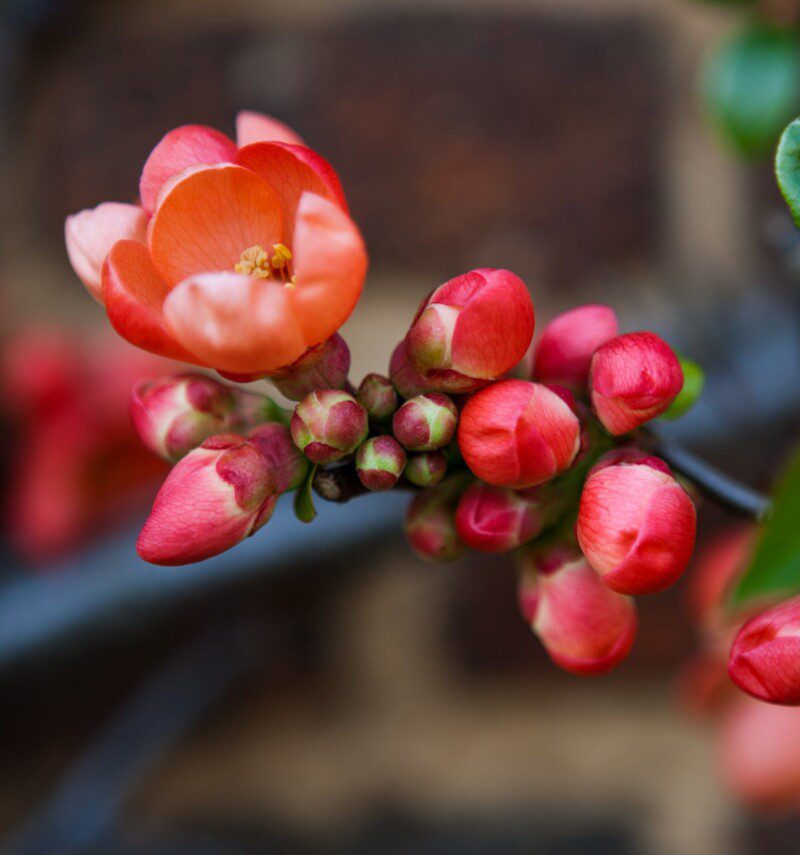 chaenomeles superba cameo fior di pesco cydonia 1 chaenomeles superba cameo fior di pesco cydonia 1