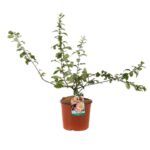 chaenomeles superba cameo fior di pesco cydonia