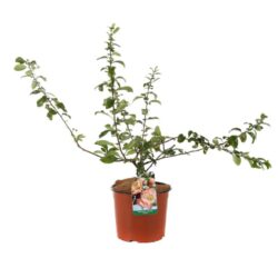 chaenomeles superba cameo fior di pesco cydonia