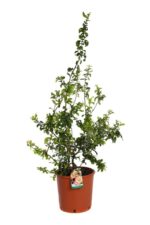 chaenomeles superba cameo fior di pesco cydonia 3
