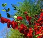 chaenomeles superba crimson and gold fior di pesco cydonia 1