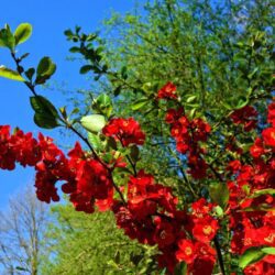 chaenomeles superba crimson and gold fior di pesco cydonia 1