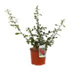chaenomeles superba crimson and gold fior di pesco cydonia