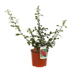 chaenomeles superba crimson and gold fior di pesco cydonia