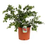 chaenomeles superba crimson and gold fior di pesco cydonia 3