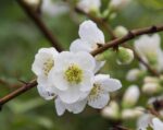 chaenomeles superba jet trail fior di pesco cydonia 1