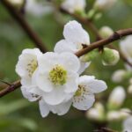 chaenomeles superba jet trail fior di pesco cydonia 1