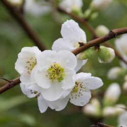 chaenomeles superba jet trail fior di pesco cydonia 1