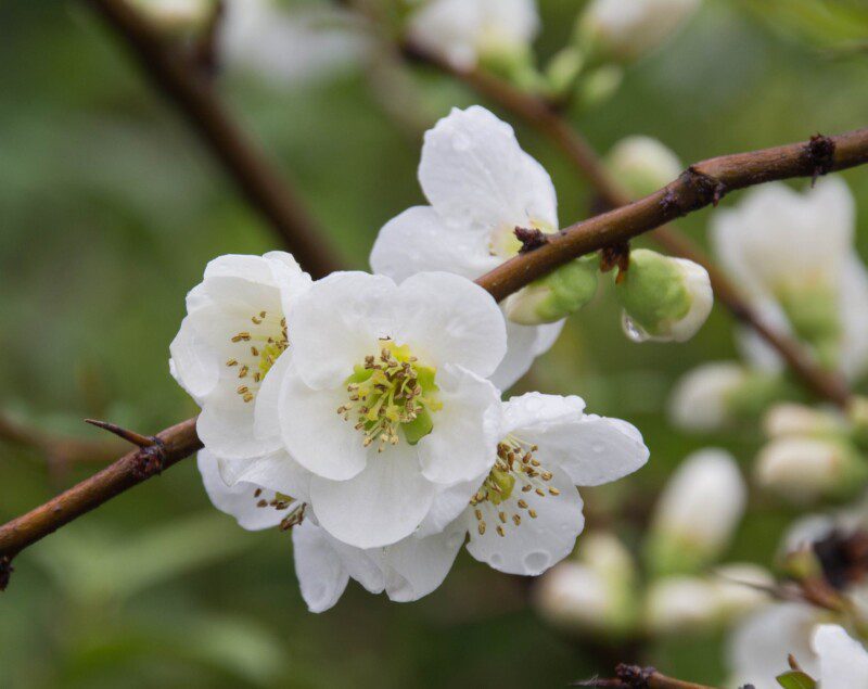 chaenomeles superba jet trail fior di pesco cydonia 1 chaenomeles superba jet trail fior di pesco cydonia 1