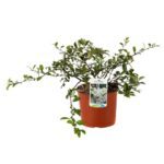 chaenomeles superba jet trail fior di pesco cydonia