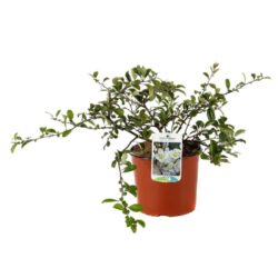 chaenomeles superba jet trail fior di pesco cydonia