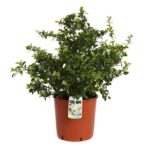 chaenomeles superba jet trail fior di pesco cydonia 3