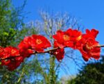 chaenomeles superba nicoline fior di pesco cydonia 1