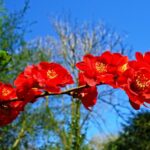 chaenomeles superba nicoline fior di pesco cydonia 1