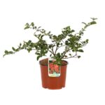 chaenomeles superba nicoline fior di pesco cydonia
