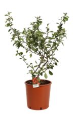 chaenomeles superba nicoline fior di pesco cydonia 3
