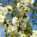 chaenomeles superba nivalis fior di pesco cydonia 1
