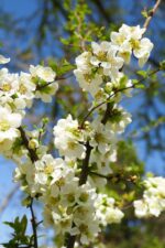 chaenomeles superba nivalis fior di pesco cydonia 1