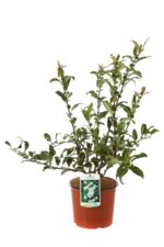chaenomeles superba nivalis fior di pesco cydonia