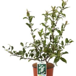 chaenomeles superba nivalis fior di pesco cydonia