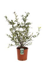 chaenomeles superba nivalis fior di pesco cydonia 3
