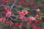 chaenomeles superba pink lady fior di pesco cydonia 1