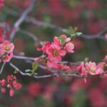 chaenomeles superba pink lady fior di pesco cydonia 1