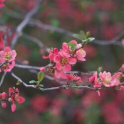 chaenomeles superba pink lady fior di pesco cydonia 1