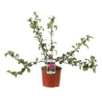 chaenomeles superba pink lady fior di pesco cydonia