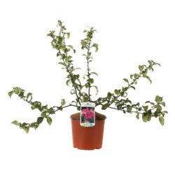 chaenomeles superba pink lady fior di pesco cydonia