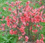 chaenomeles superba pink lady fior di pesco cydonia 3