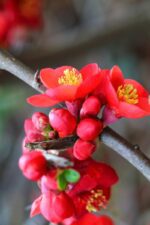 chaenomeles superba red trail fior di pesco cydonia 1