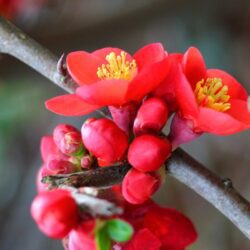 chaenomeles superba red trail fior di pesco cydonia 1