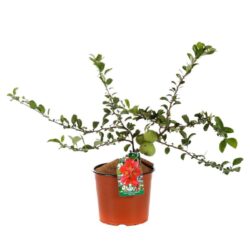 chaenomeles superba red trail fior di pesco cydonia